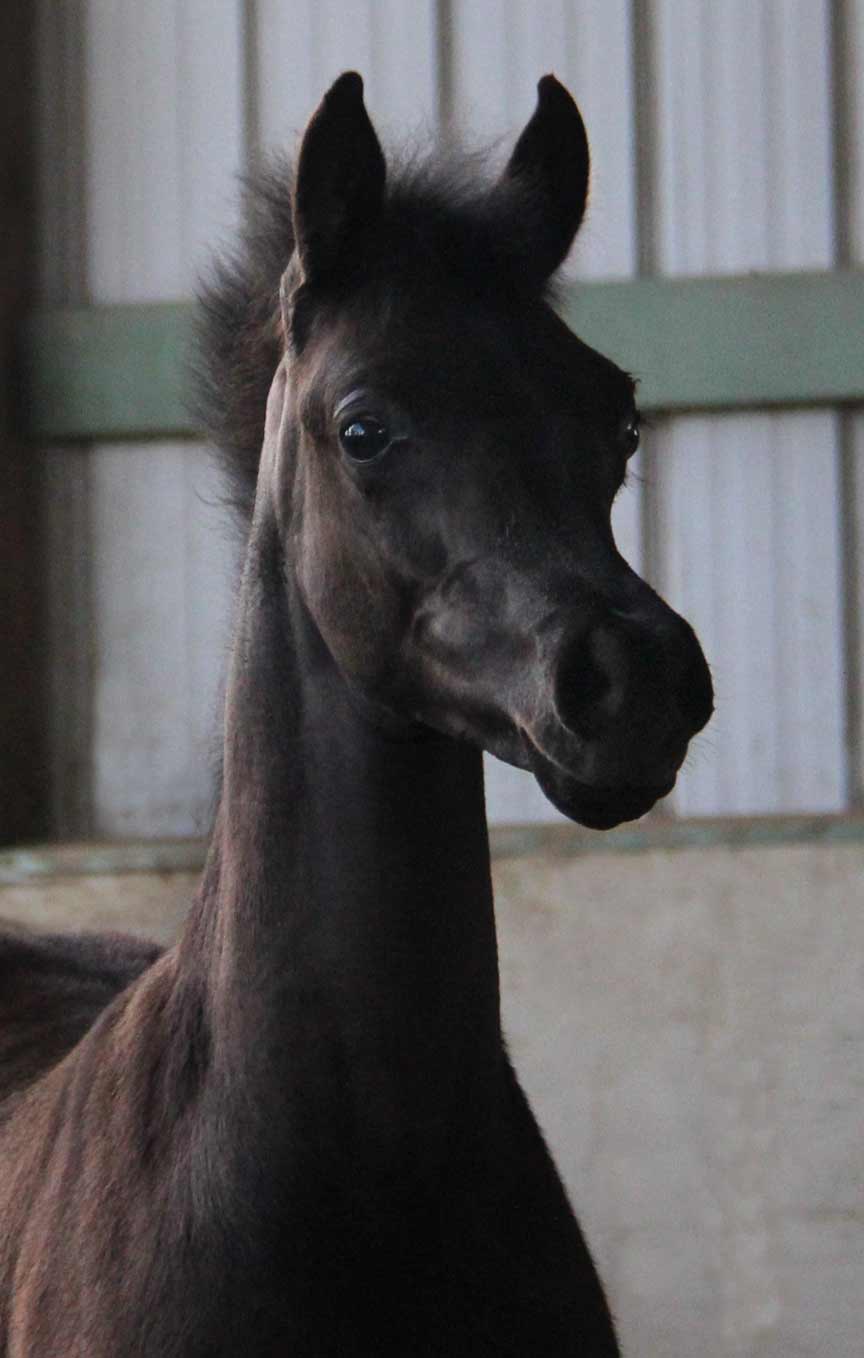 Black colt by Montenegro BP