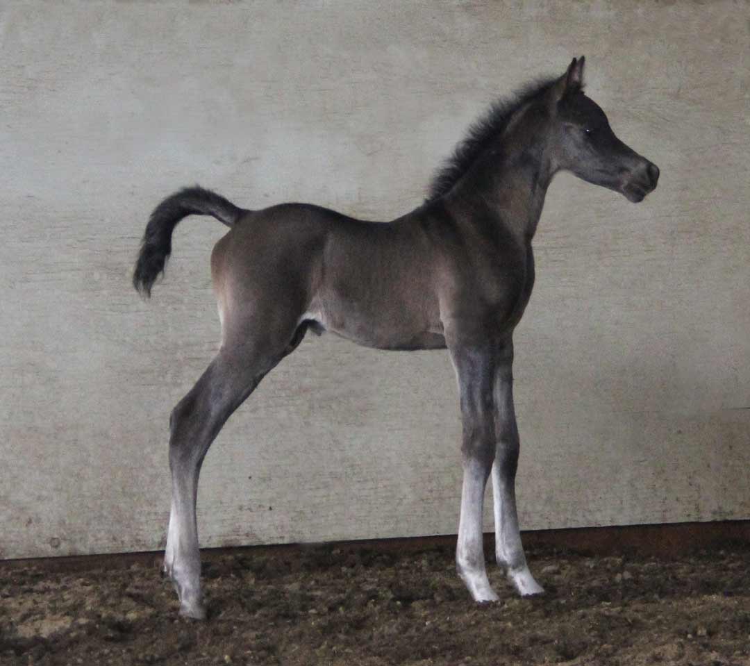 Black colt by Montenegro BP