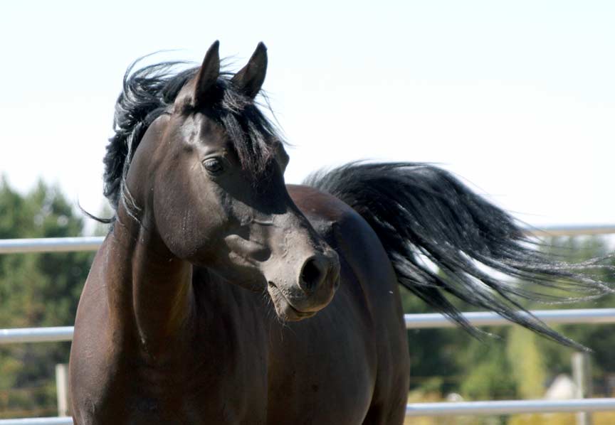 Black mare (pfc Trevallon X CG Kalani)
