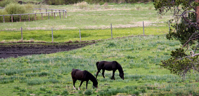 Trevs Onyx in the pasture at Birch Park 5-18-13