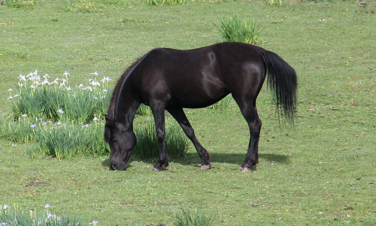 Homozygous black mare by pfc Trevallon