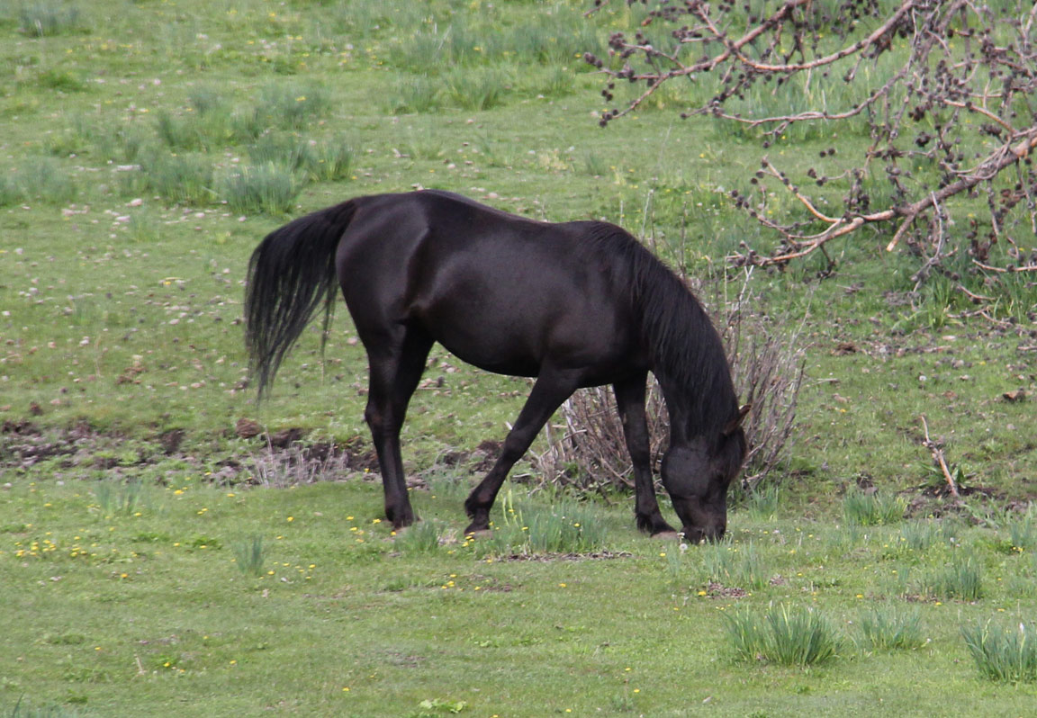 Homozygous solid black Arabina mare by pfc Trevallon