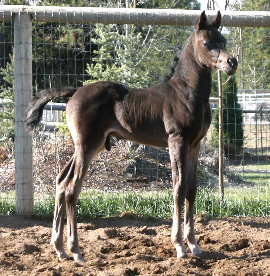 Homozygous black colt by Ferrer out of Trevallon daughter