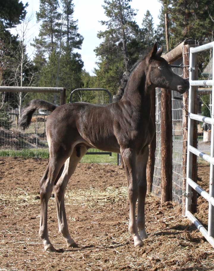 Homozygous Black Arabian colt by Ferrer