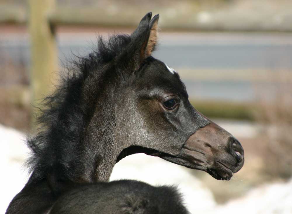 Black Arabian filly by Dreamcatcher out of a Trevallon daughter