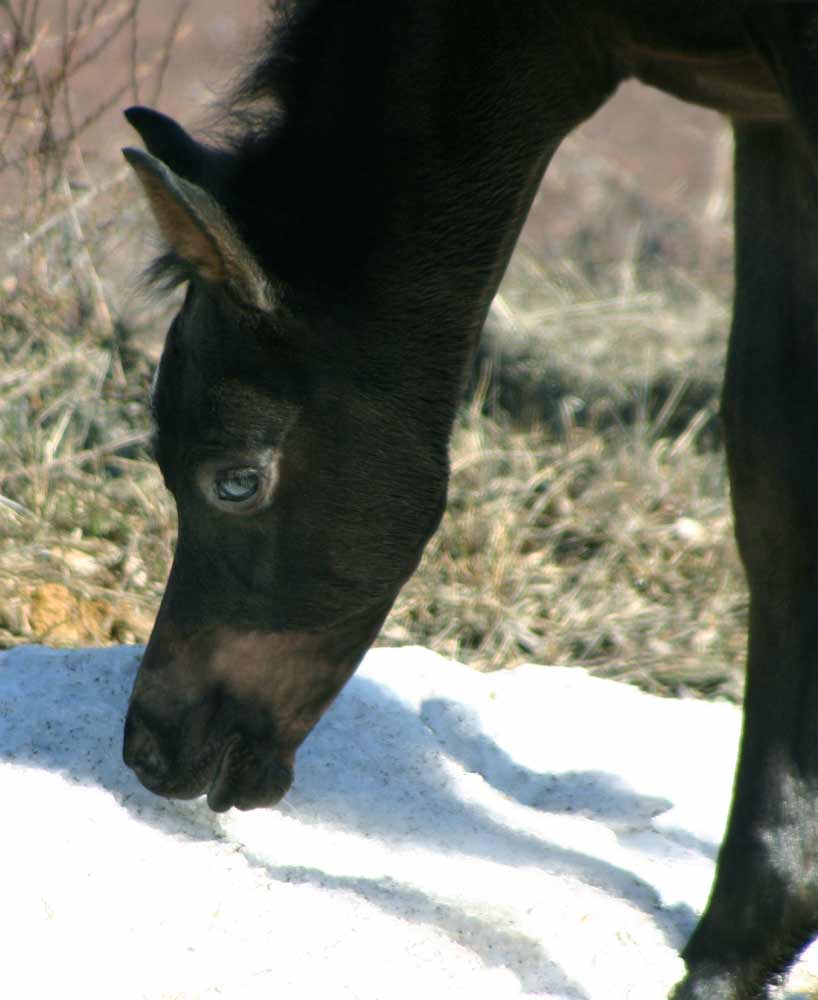 Black Arabian filly by Dreamcatcher out of a Trevallon daughter