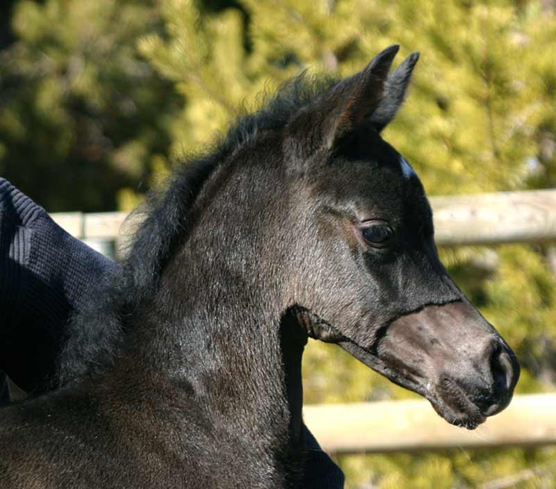 Black Arabian filly by Dreamcatcher out of a Trevallon daughter