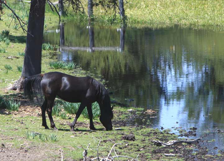 Black Arabian mare by pfc Trevallon in foal to Farrer for a 2010 black foal.