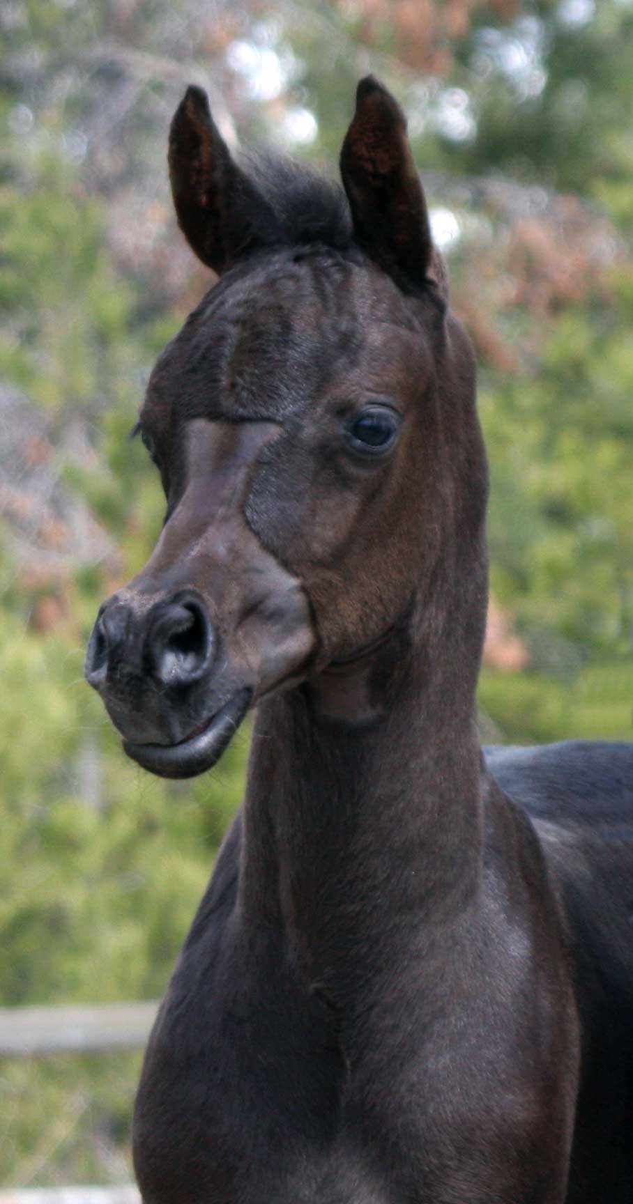 Homozygous black arabian colt by Ferrer out of CG Kalani