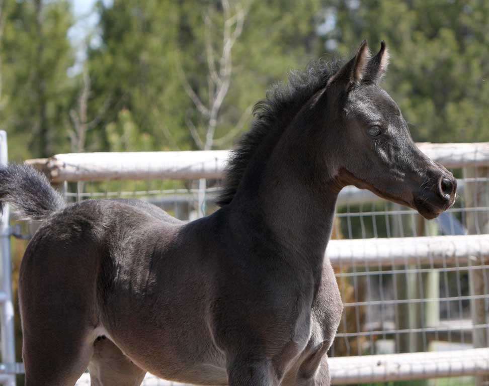 Black Arabian Filly by Triton BP