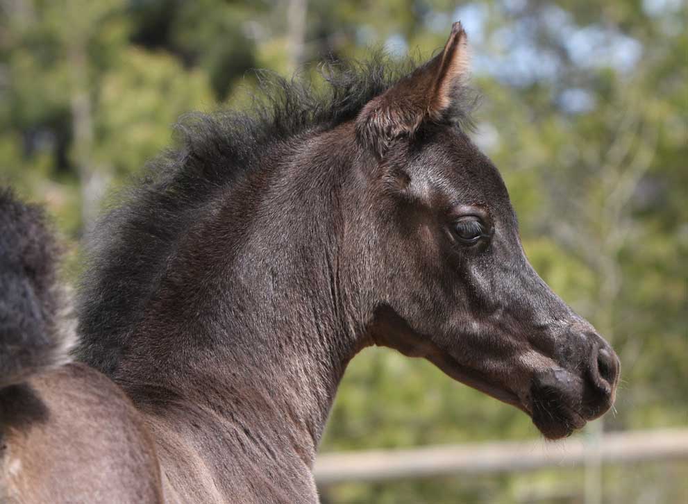 Black Arabian Filly by Triton BP