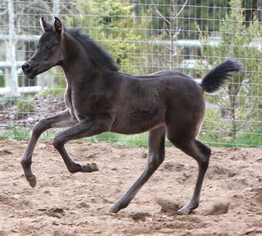 Black Arabian filly by Triton BP