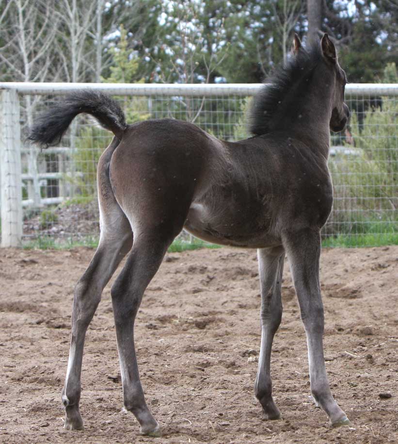 Black Arabian filly by Triton BP