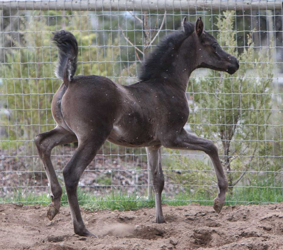 Black Arabian filly by Triton BP