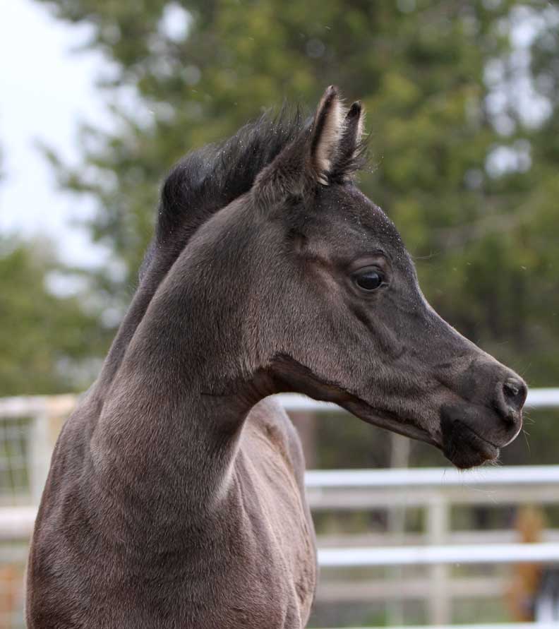 Black Arabian filly by Triton BP