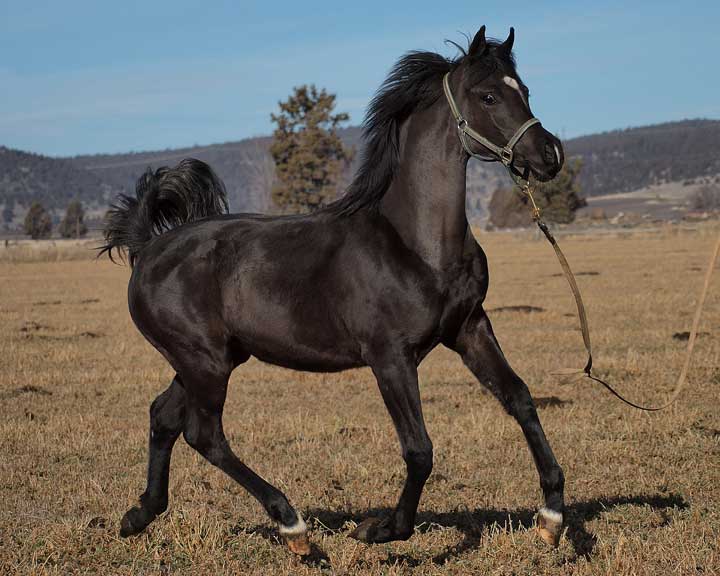 Black Arabian filly