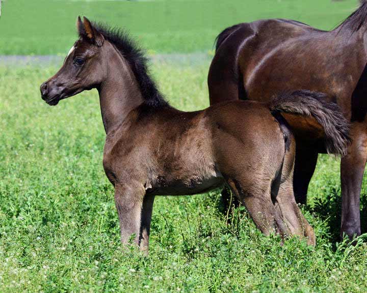 Black Arabian filly for sale