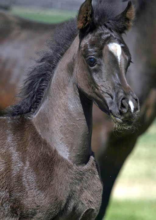 Black Arabian filly for sale