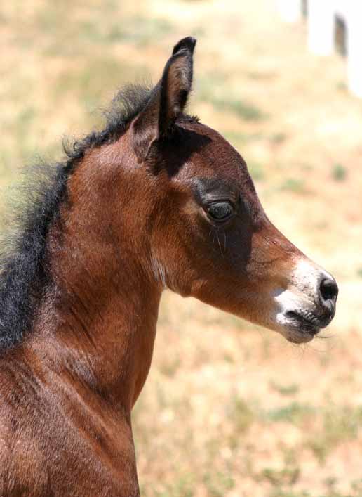 Bay Arabian Filly by pfc Trevallon