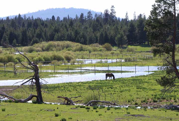 View of Birch Park Black Arabians Pasture May 2009