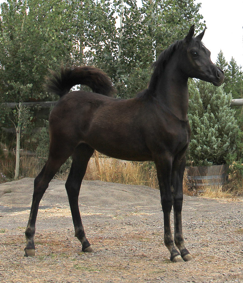 Homozygous black filly by Ferric BP