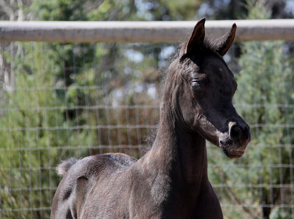 Black Arabian filly by Ferric BP