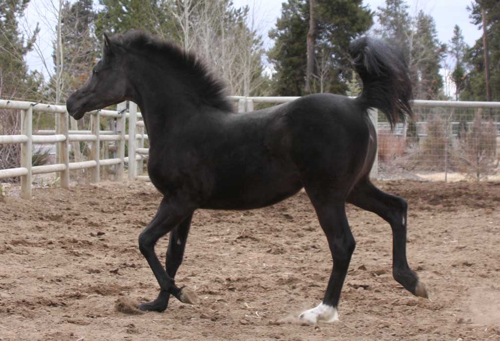 Black Arabian filly by pfc Trevallon
