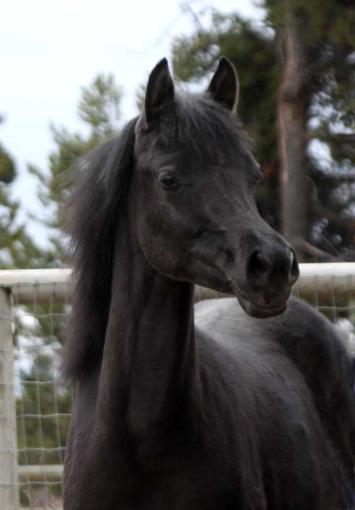 Black Arabian filly by pfc Trevallon