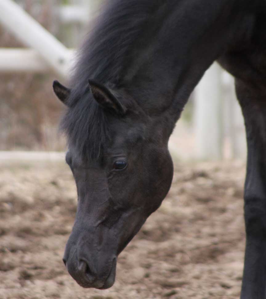 Black Arabian filly by pfc Trevallon