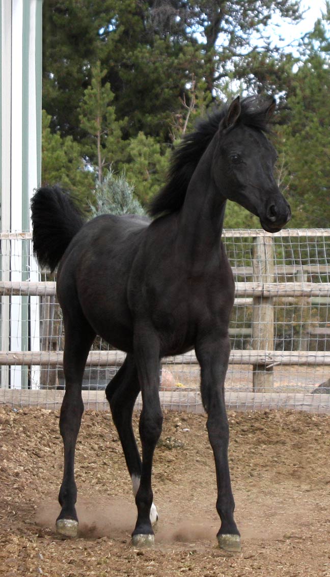 Black Arabian filly by pfc Trevallon