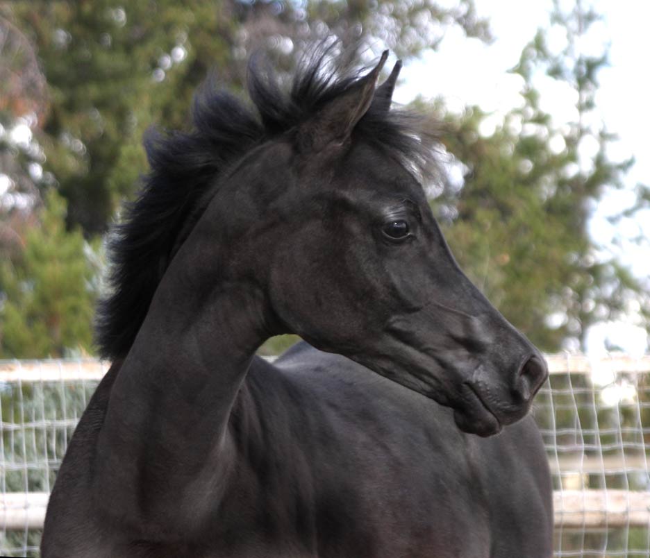 Black Arabian filly by pfc Trevallon