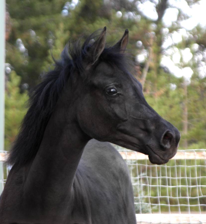 Black Arabian filly by pfc Trevallon