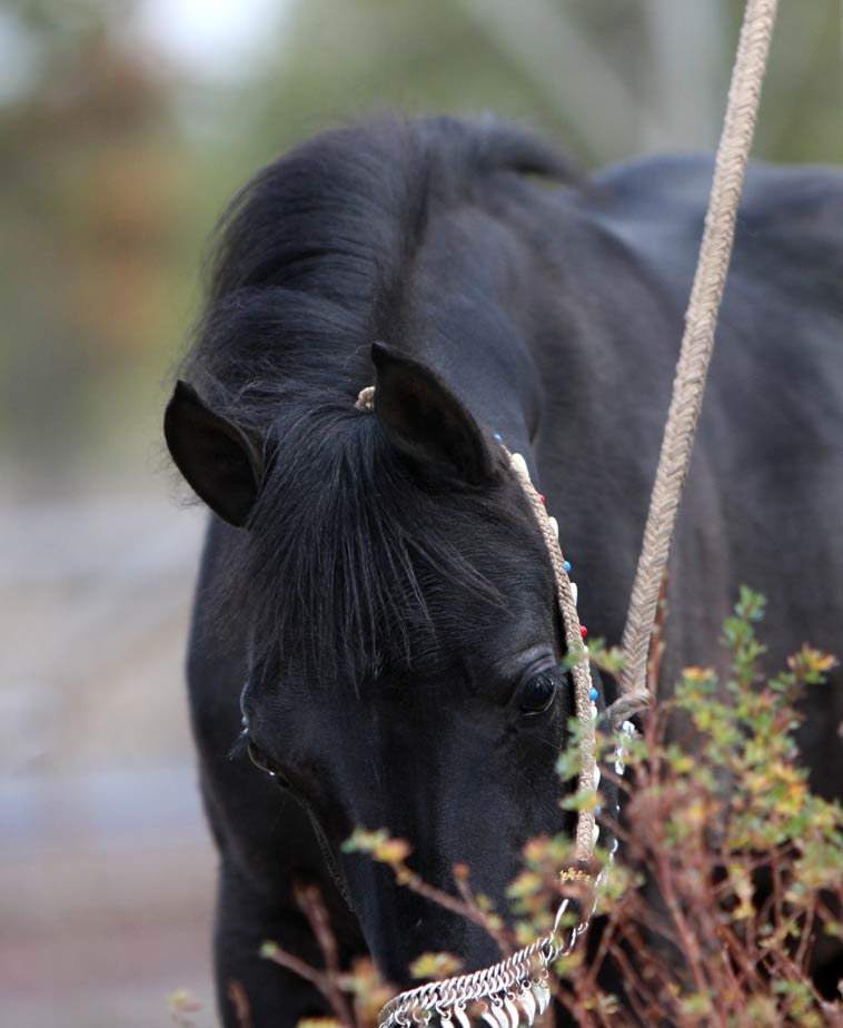 Black Arabian filly by pfc Trevallon