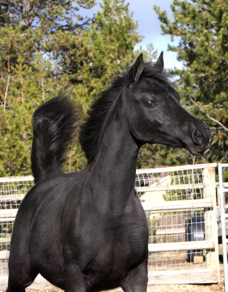Black Arabian filly by pfc Trevallon