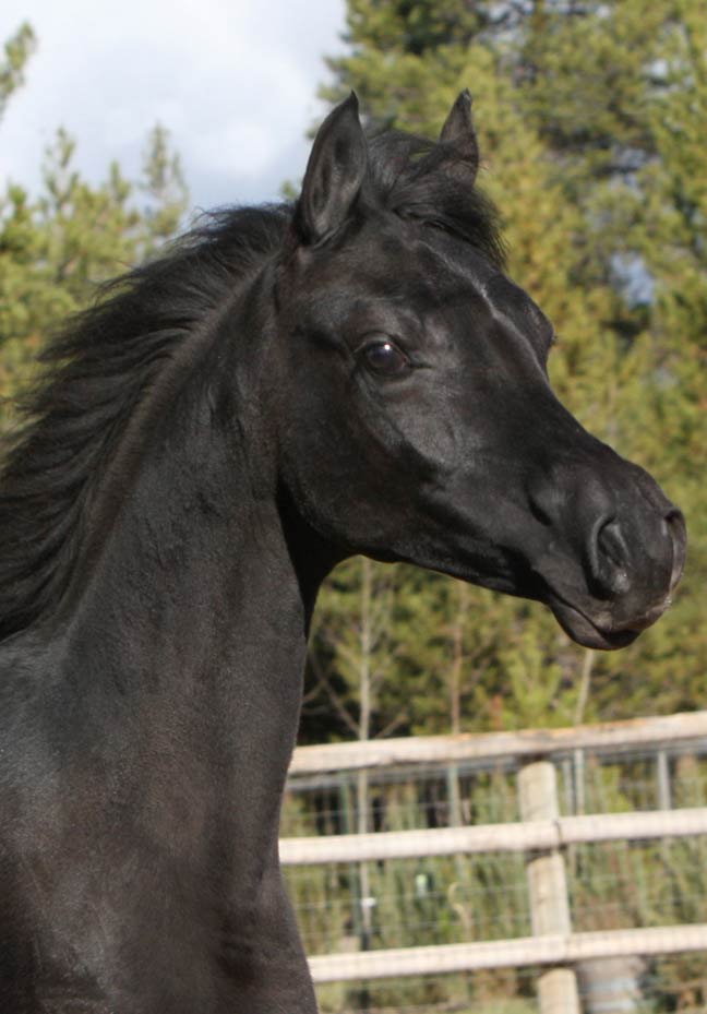 Black Arabian filly by pfc Trevallon