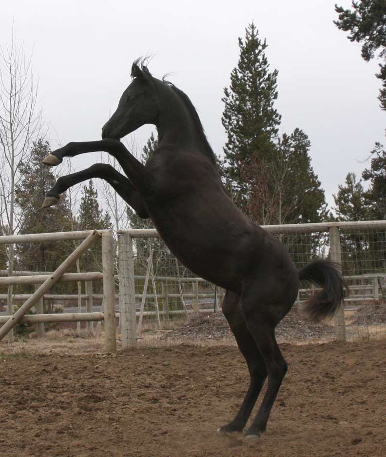 Black Arabian colt by pfc Trevallon