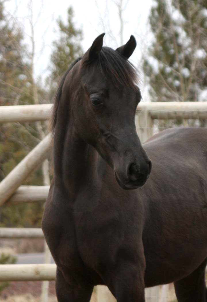 Black colt by pfc Trevallon