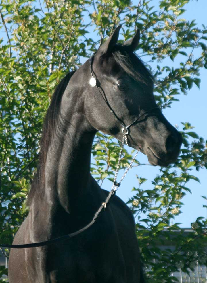 Black colt by pfc Trevallon