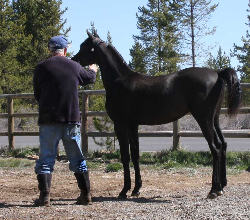 Black Arabian colt by pfc Trevalon