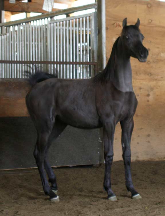 Black Arabian colt by pfc Trevallon