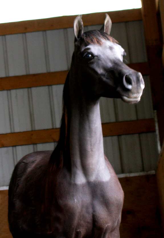 Black Arabian colt by pfc Trevallon