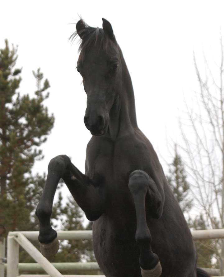 Black colt by pfc Trevallon