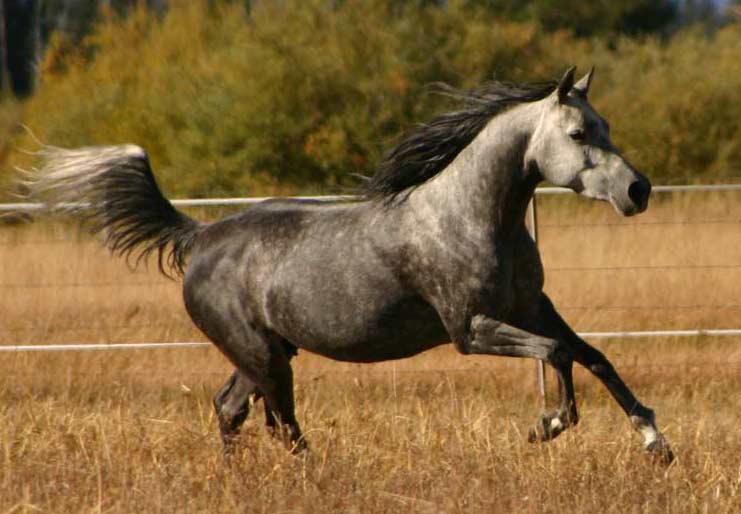 Bint Sacarina