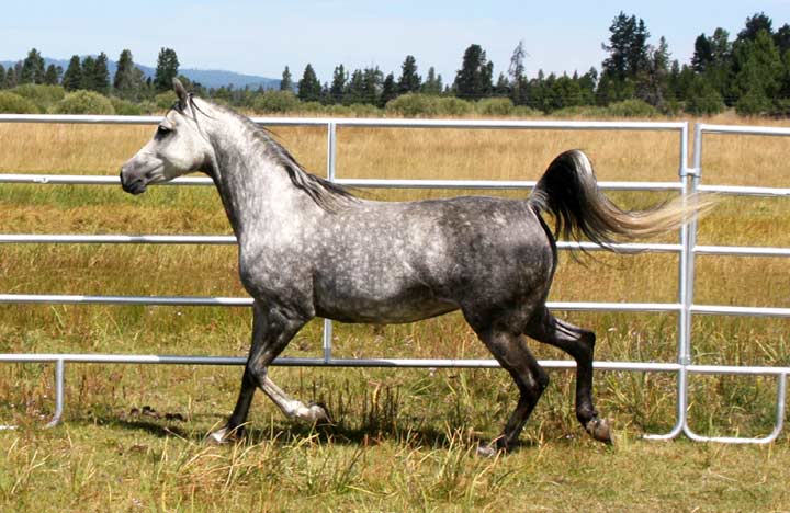 Arabian mare, Bint Sacarina