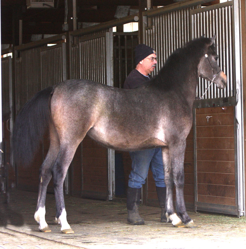 Grey filly by Om El Exquisit
