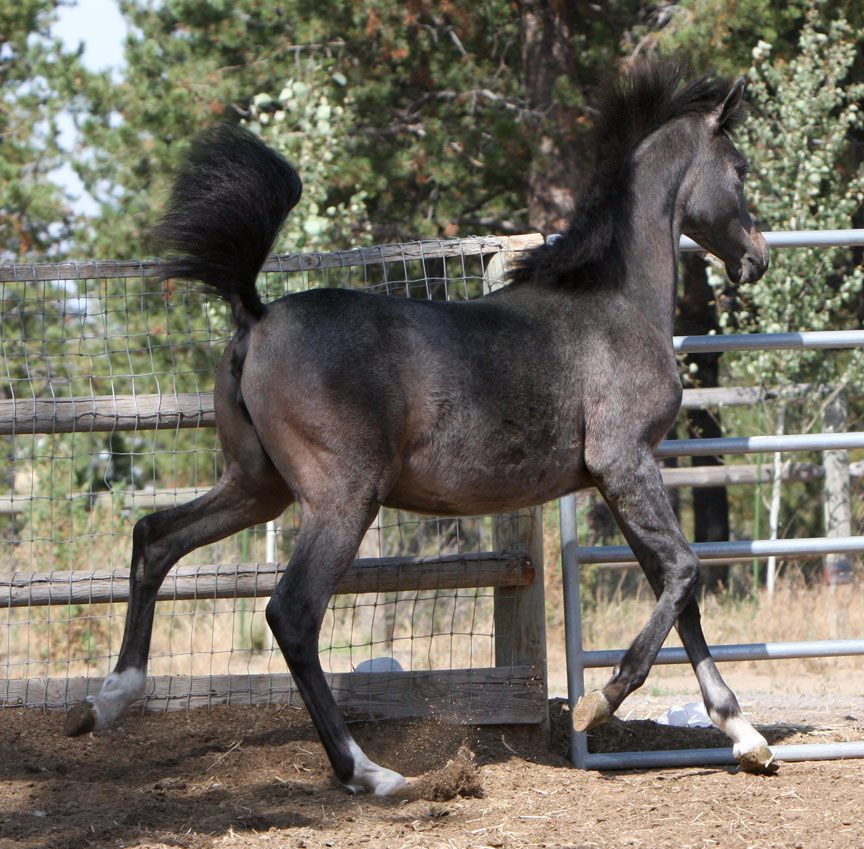 Gray Arabian filly by Om El Exquisit