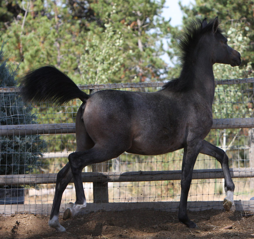 Gray Arabian filly by Om El Exquisit