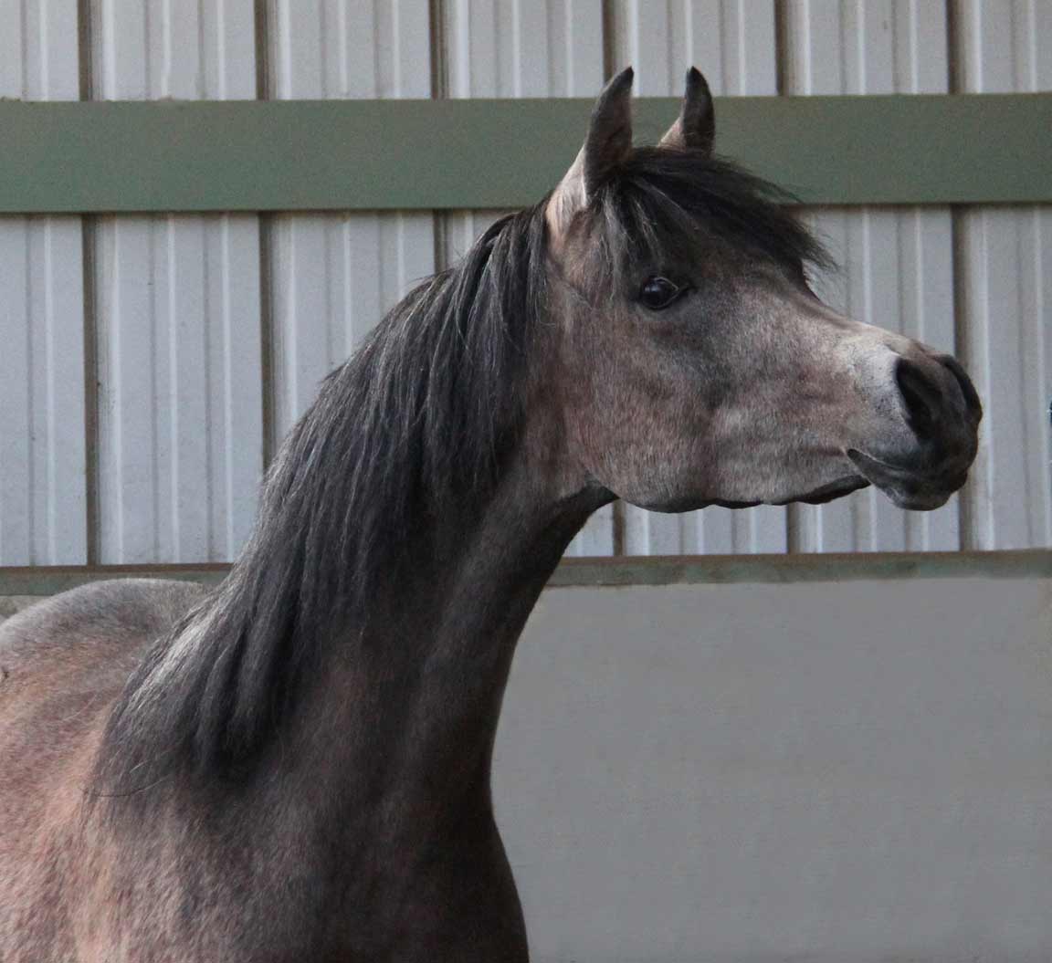 Grey filly by Montenegro BP