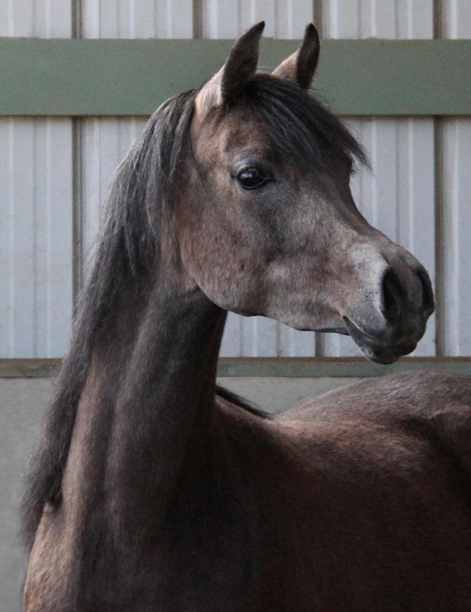 Grey filly by Montenegro BP