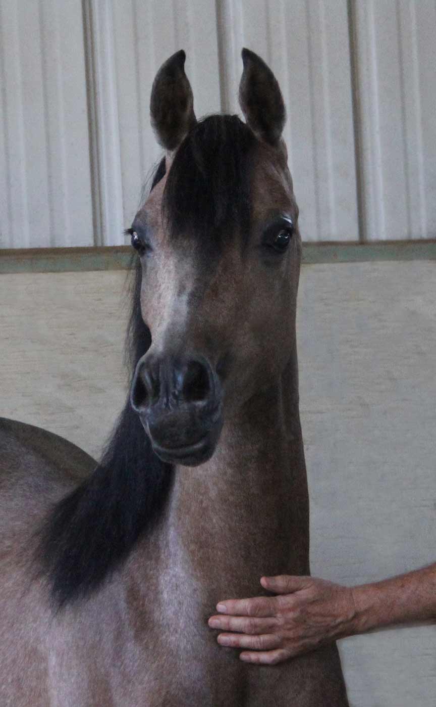 grey filly by Montenegro BP